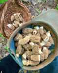 Forage Farm Ferment