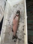Coho Salmon Hood River